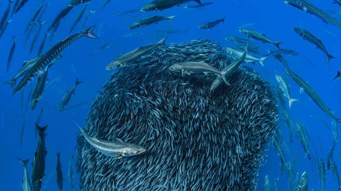 European barracuda and bluefish circling a bait ball of Atlantic horse mackerel off the shore of the Formigas Islets, Azores (© Jordi Chias/Minden Pictures)(Bing United Kingdom)