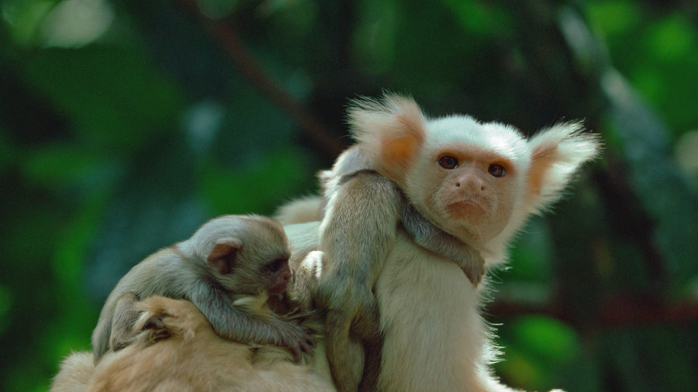 A gold-and-white marmoset and his young in the Amazon Rainforest, Brazil (© Nick Gordon/Minden Pictures)(Bing United Kingdom)