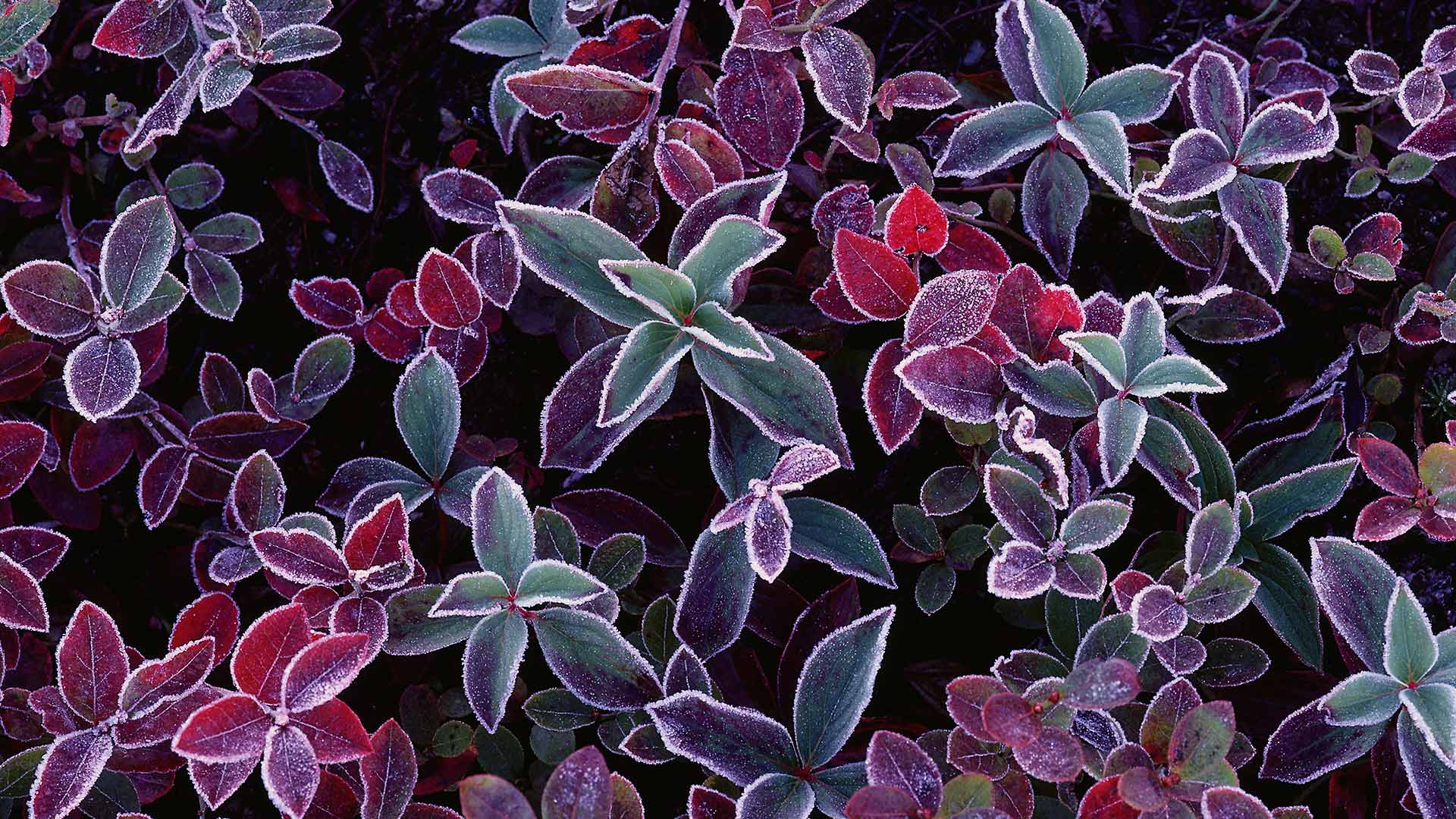 Frost on blueberry plants, New Brunswick (© Freeman Patterson/Masterfile)(Bing Canada)