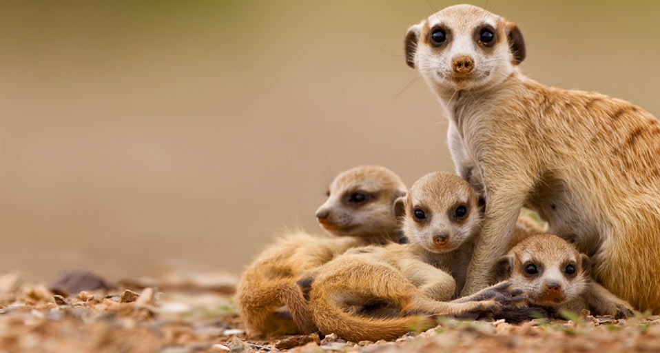 Meerkat with pups in Keetmanshoop, Namibia -- Paul Souders/Corbis &copy; (Bing United Kingdom)