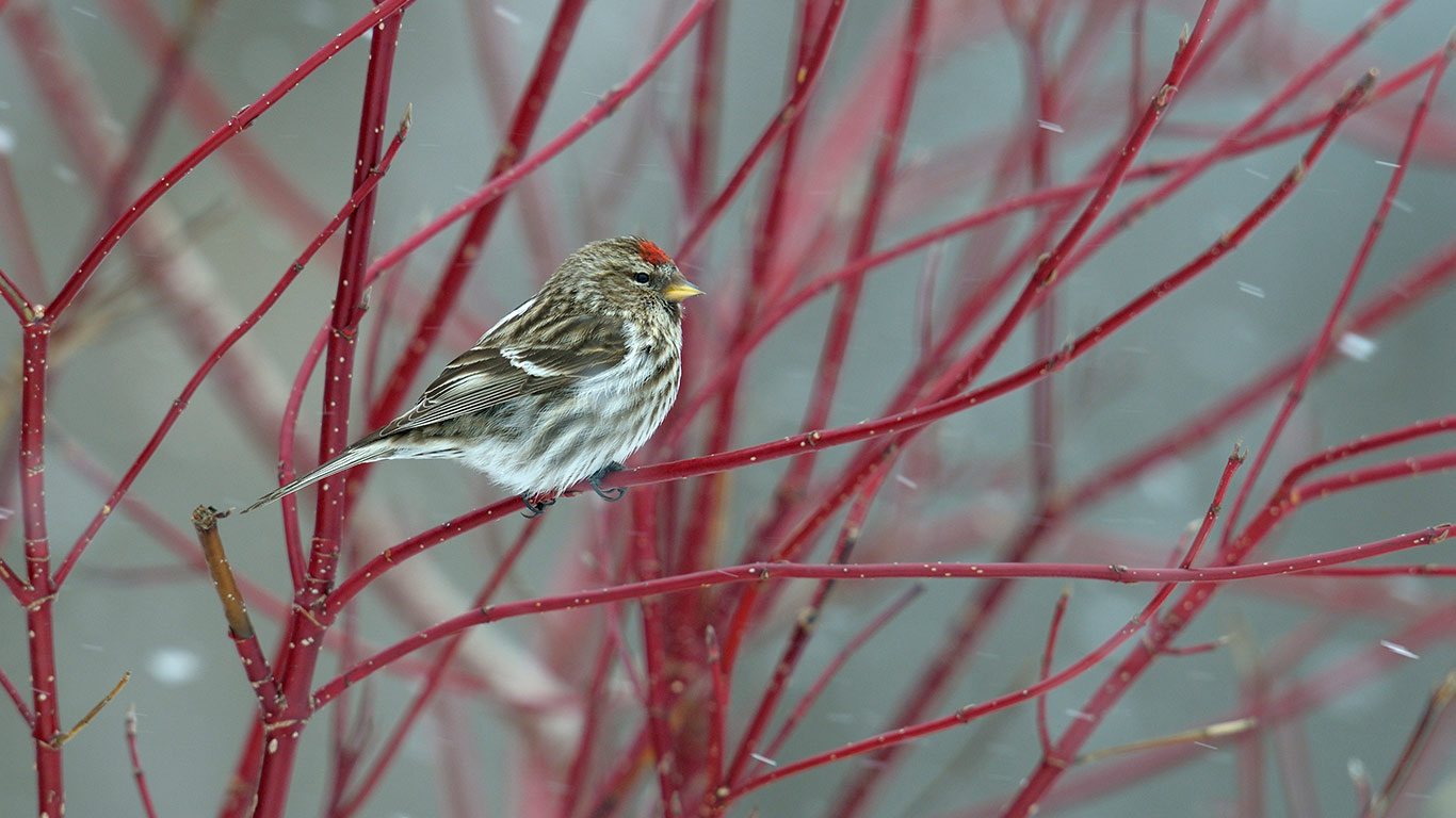 Common redpoll perched on a branch in snow, Quebec (© Loic Poidevin/Minden Pictures)(Bing Canada)