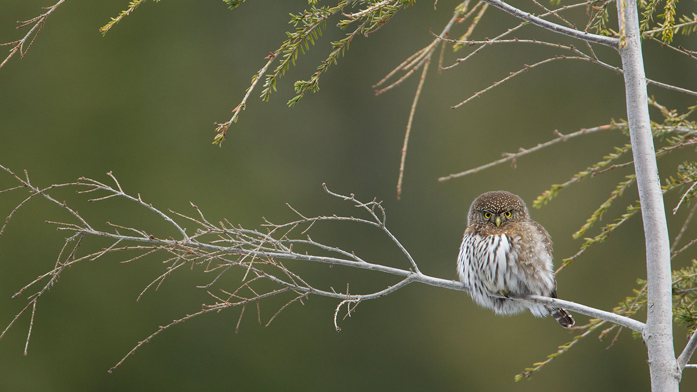 Northern pygmy owl (Glaucidium gnoma) perched on a branch, Cypress Mountain, B.C. (© Connor Stefanison/Minden Pictures)(Bing Canada)