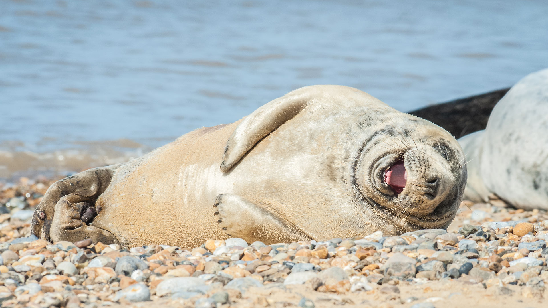 Grey seal on a stony beach, Norfolk (© the_guitar_mann/iStock/Getty Images Plus/Getty Images)(Bing United Kingdom)