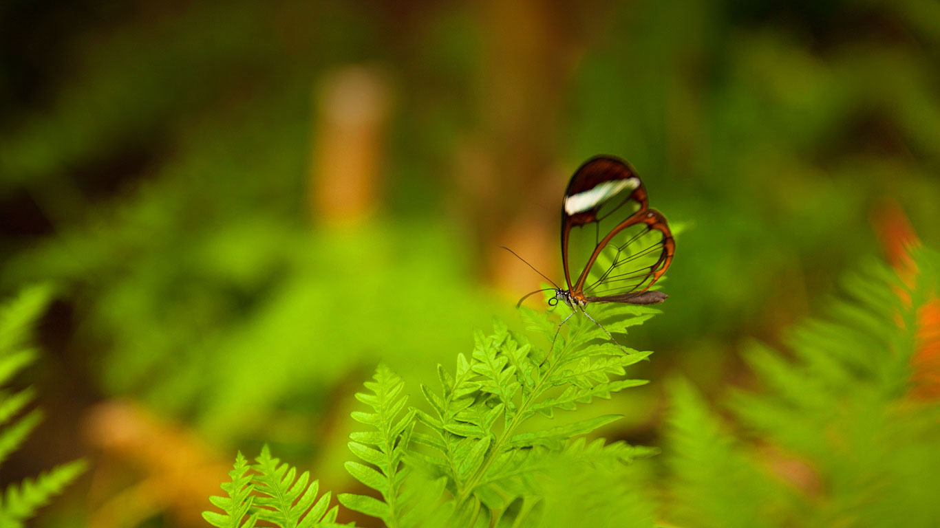 A glasswing butterfly perched on a leaf (© Corianna Heise/Alamy)(Bing United Kingdom)