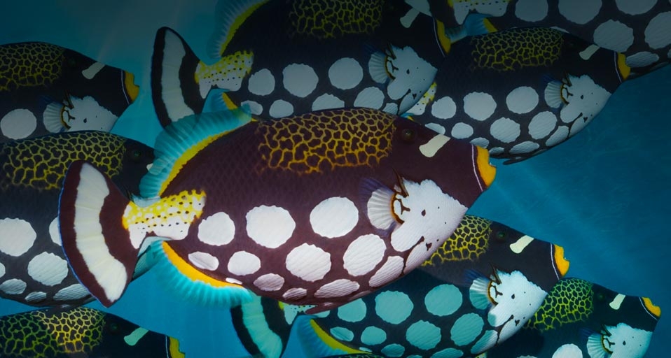 Ein Schwarm Leoparden-Drückerfische vor der Küste der indonesischen Insel Bunaken – Georgette Douwma/Getty Images &copy; (Bing Germany)