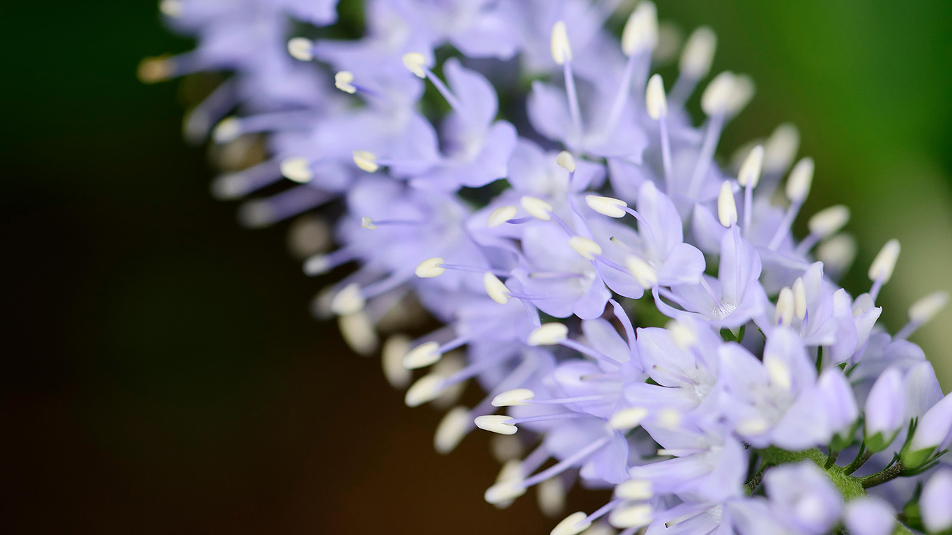 Langblättriger Ehrenpreis (Veronica longifolia) in der Nahaufnahme (© JIPEN/Alamy Stock Photo)(Bing Deutschland)