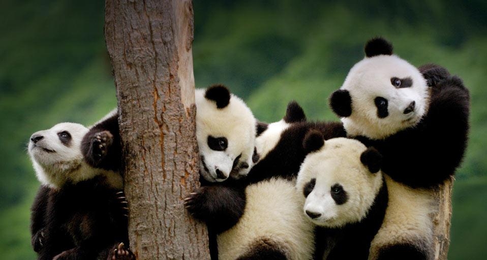 Giant panda cubs at the Wolong National Nature Reserve in Sichuan Province, China (© Pete Oxford/Danita Delimont) &copy; (Bing United Kingdom)