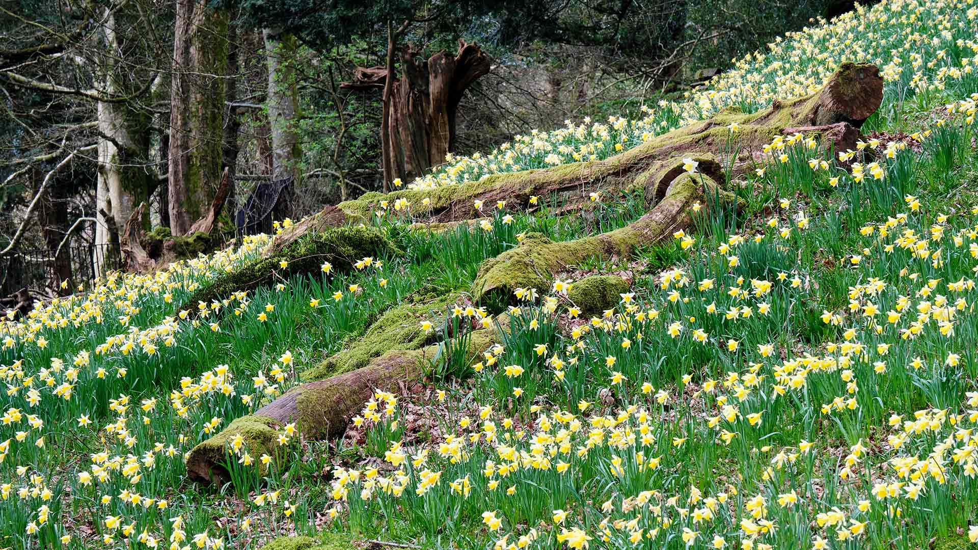 Daffodils in Dora’s Field, Rydal, Lake District (© Simon Whaley Landscapes/Alamy Stock Photo)(Bing New Zealand)