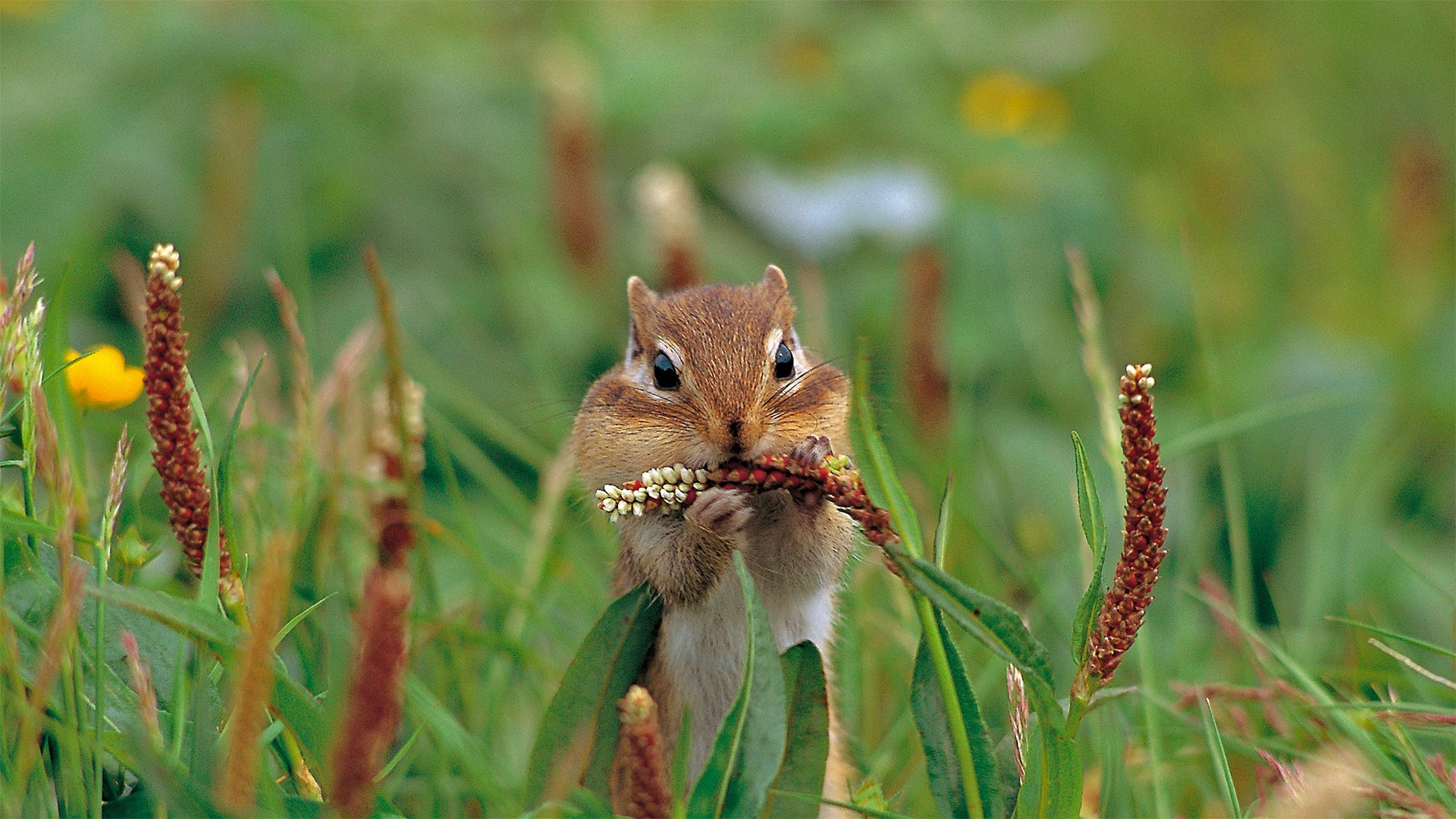 A Siberian chipmunk on Mount Taisetsu, Hokkaido, Japan (© Ida Toshiaki/Minden Pictures)(Bing United States)