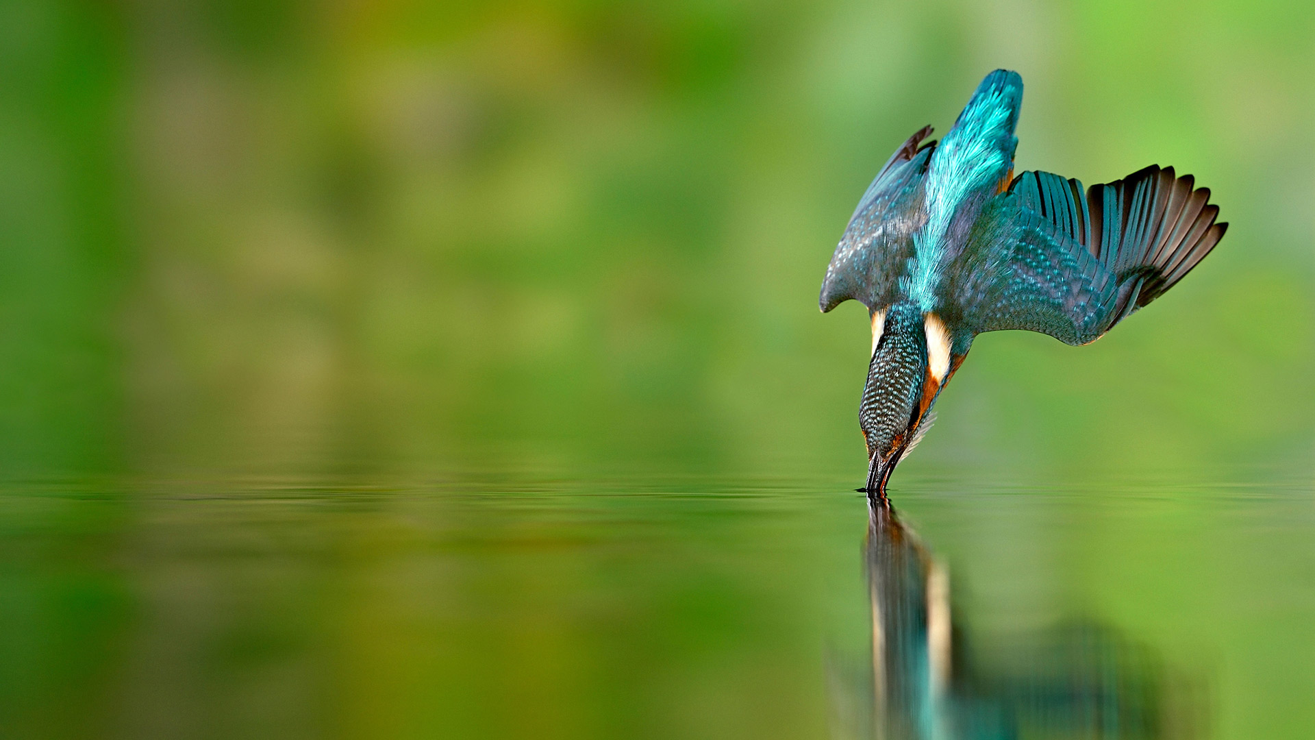 Martin-pêcheur en chasse dans une rivière de Lorraine (© Michel Poinsignon/Minden)(Bing France)
