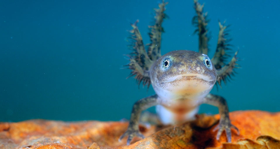Alpine Newt (salamander) larva with external gills -- Solvin Zankl/Visuals Unlimited, Inc. &copy; (Bing United Kingdom)