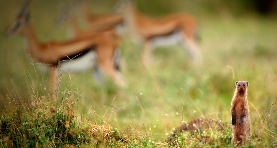 Eine Zebramanguste mit Thomson-Gazellen im Hintergrund, Naturschutzgebiet Masai Mara, Kenia – Federico Veronesi/Getty Images &copy; (Bing Germany)