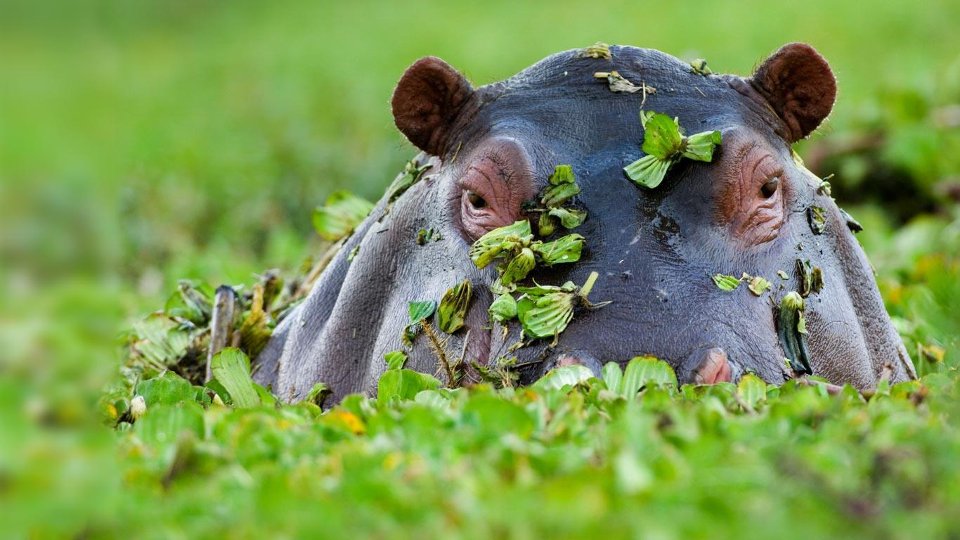Hippopotamus, Masai Mara National Reserve, Kenya (© David Tipling/Alamy)(Bing United Kingdom)