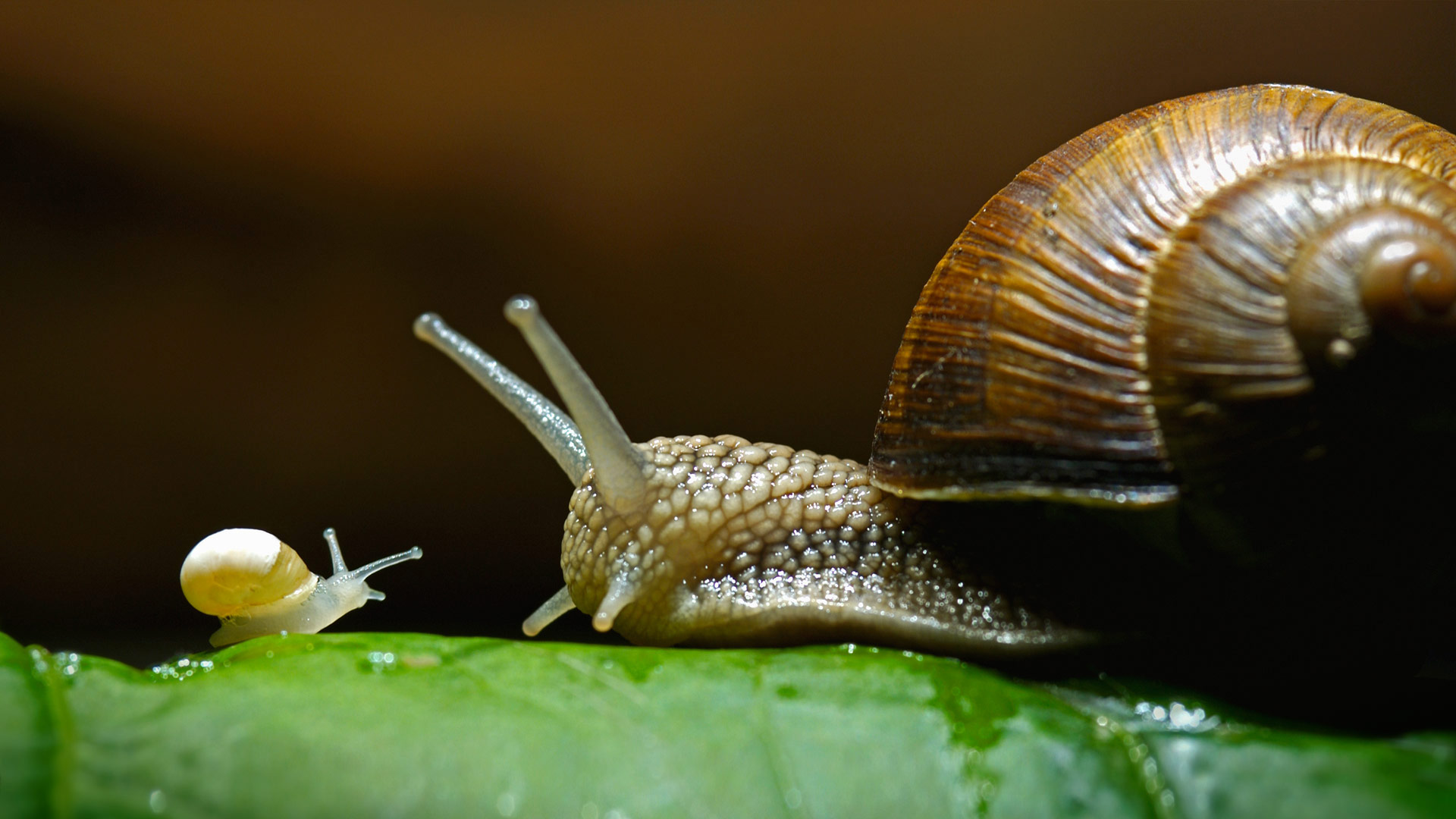 Roman snails, also called edible snails (© Heidi and Hans-Juergen Koch/Minden Pictures)(Bing United Kingdom)