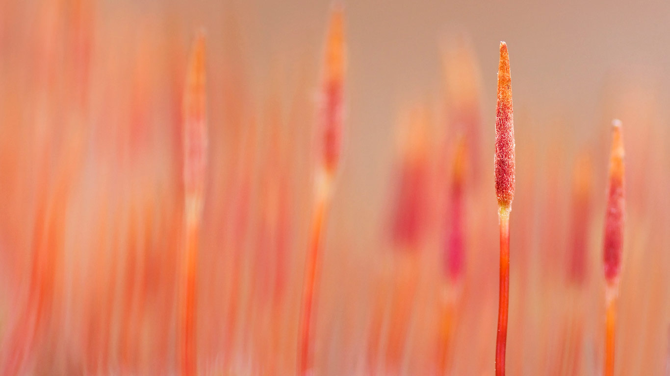 Macro picture of a variety of bristly haircap moss (© Misja Smits/Buiten-Beeld/plainpicture)(Bing United Kingdom)