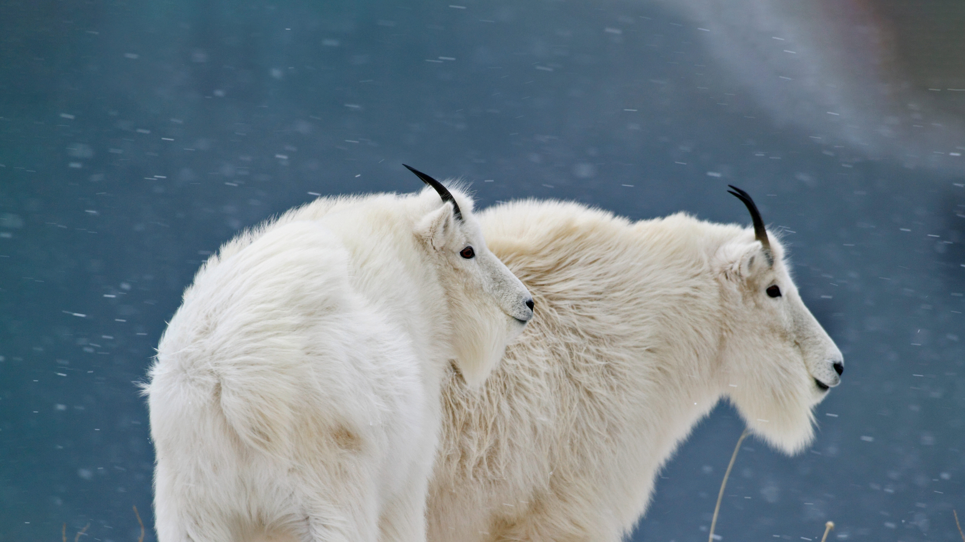 Mountain goats, Glacier National Park, Montana, USA (© Sumio Harada/Minden Pictures)(Bing New Zealand)