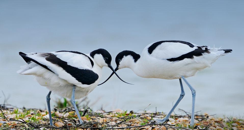 Pied avocets in Texel, Netherlands (© Winfried Wisniewski/Corbis) &copy; (Bing United Kingdom)