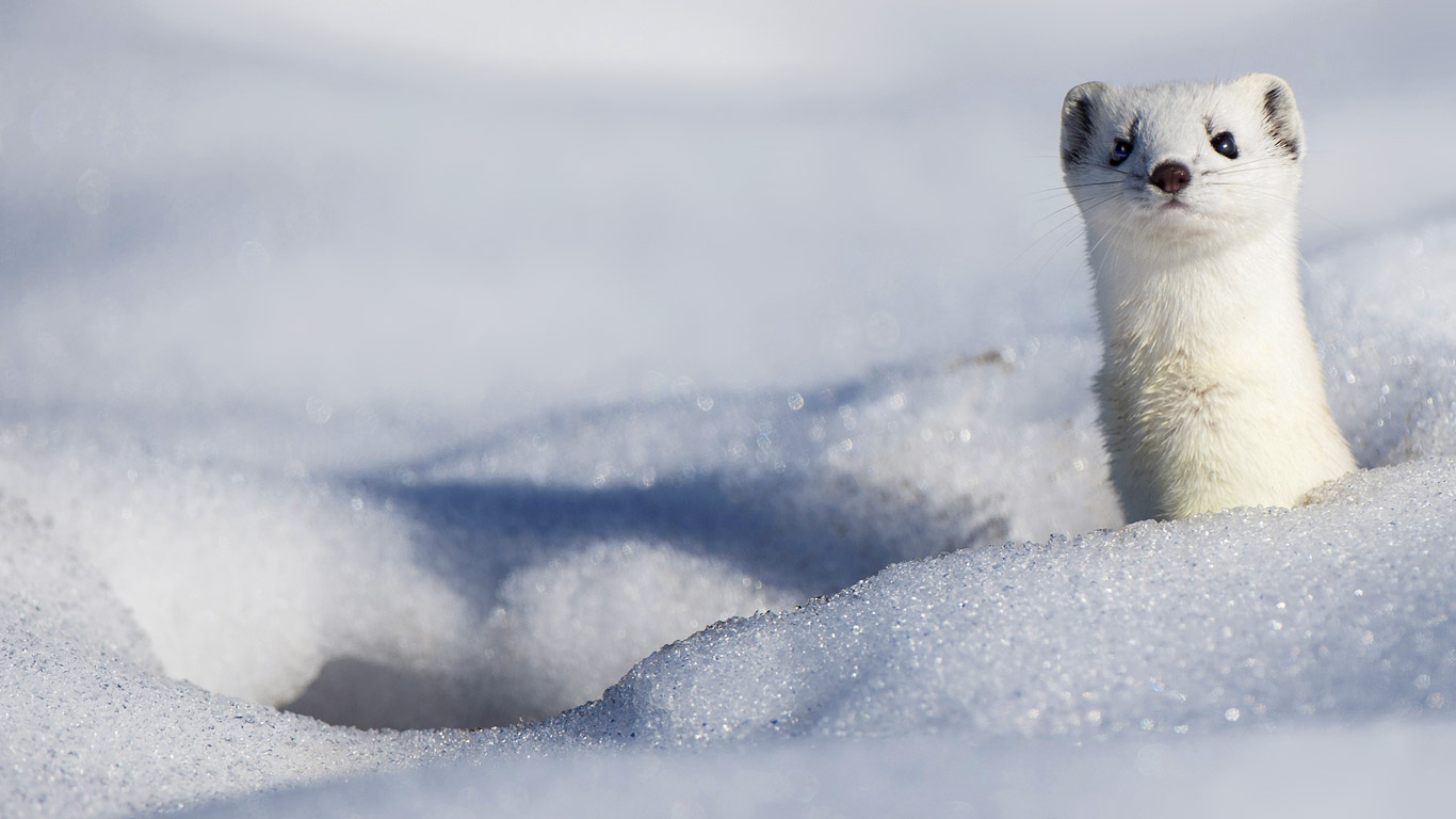 A stoat displaying its winter coat (© Berndt Fischer/age fotostock)(Bing United Kingdom)
