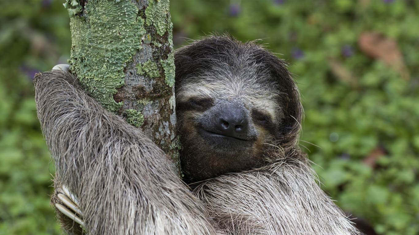 Three-toed sloth, Costa Rica (© Tilo G/Shutterstock)(Bing Canada)