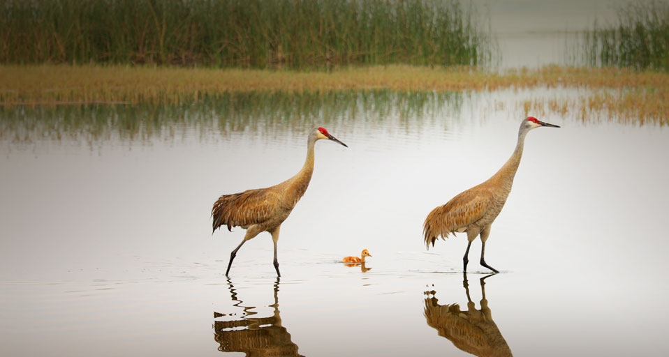 Sandhill Crane pair and chick in Florida -- Arthur Morris/Corbis &copy; (Bing Canada)