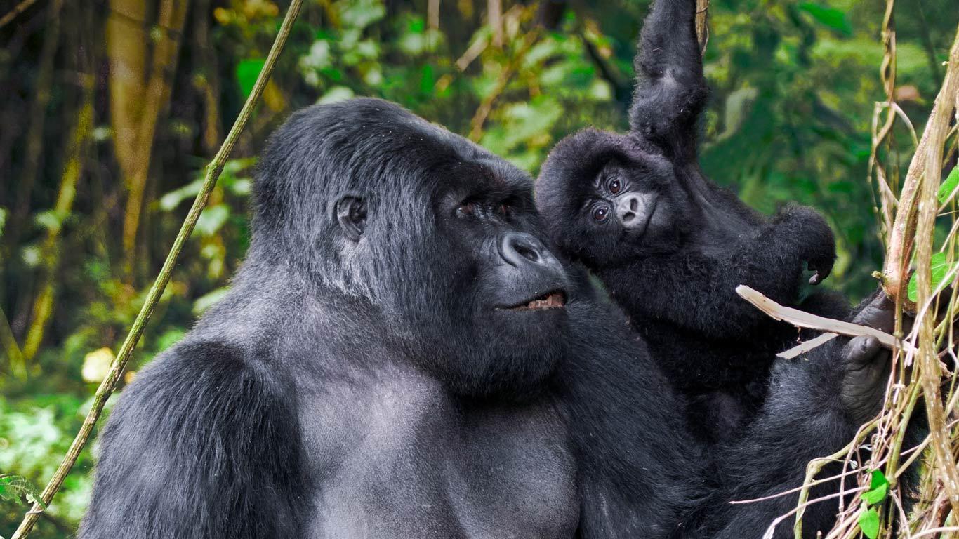 Adult male mountain gorilla and juvenile in Volcanoes National Park, Rwanda (© Doug Steakley/Getty Images)(Bing Canada)