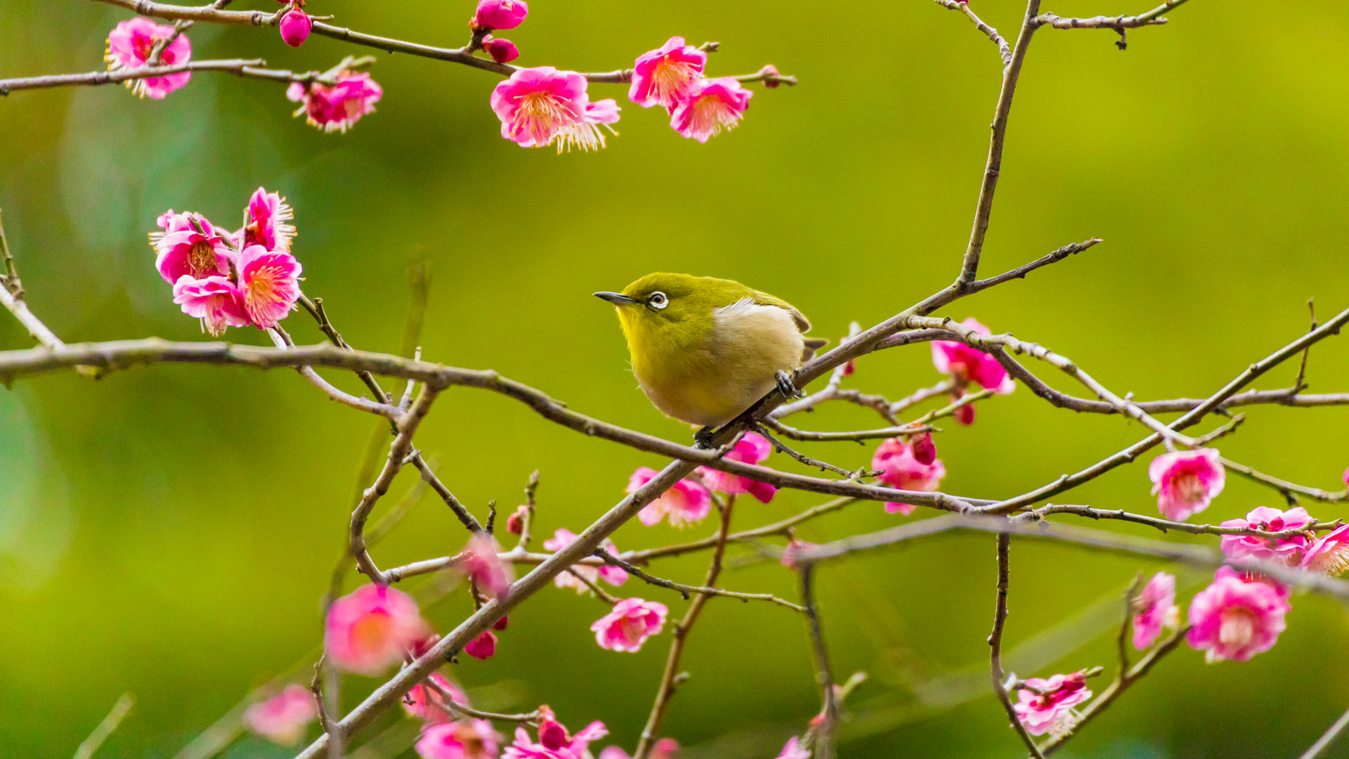 Warbling white-eye among plum blossoms in Yokohama, Japan (© e185rpm/Adobe stock)(Bing New Zealand)