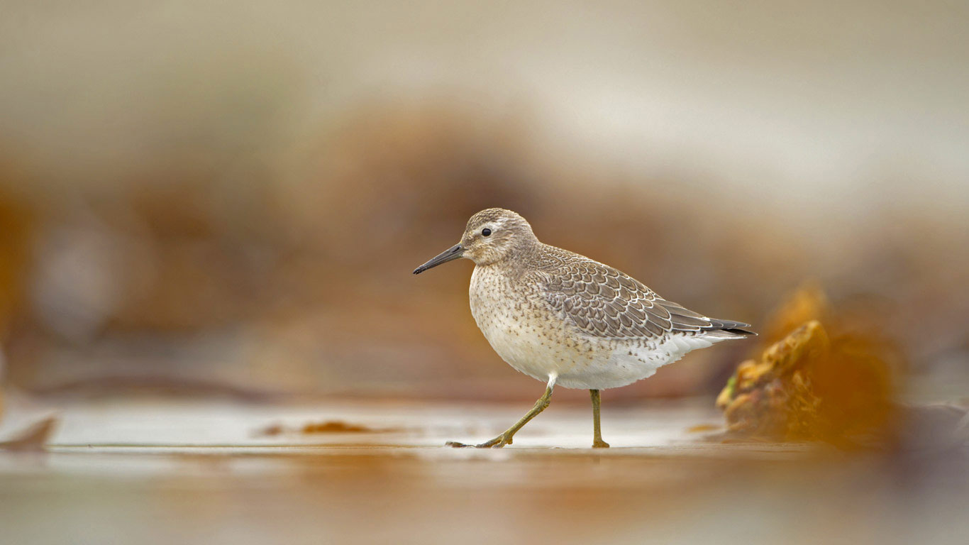 A red knot foraging on the Shetland Islands, Scotland (© Andrew Parkinson/Minden Pictures)(Bing United Kingdom)