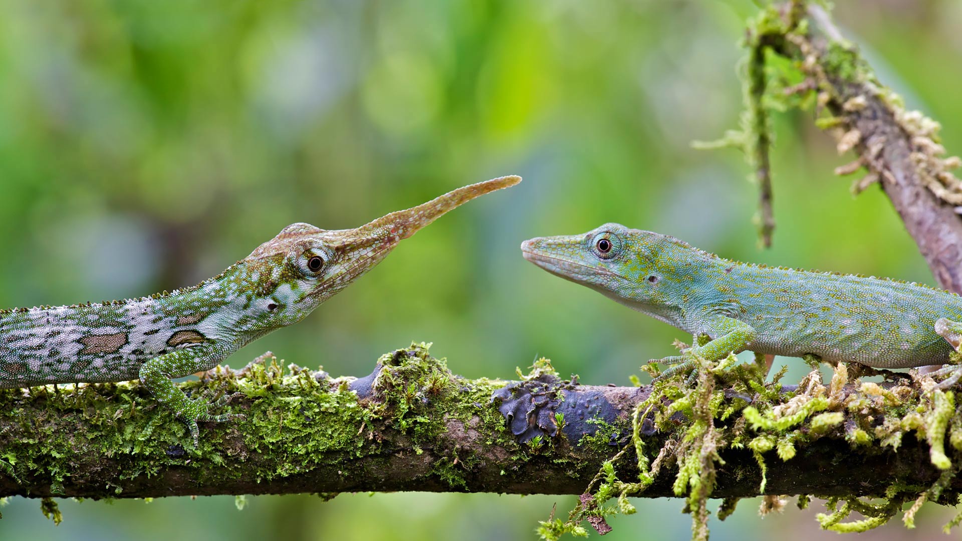 雄性和雌性的匹诺曹蜥蜴，厄瓜多尔明多 (© James Christensen/Minden Pictures)(Bing China)