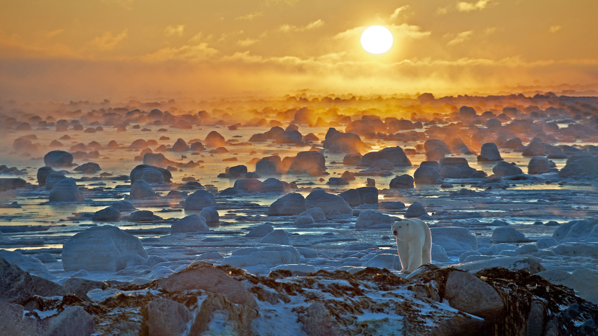 Polar bear at the edge of Hudson Bay, Manitoba, Canada (© Sean Crane/Minden Pictures)(Bing United Kingdom)