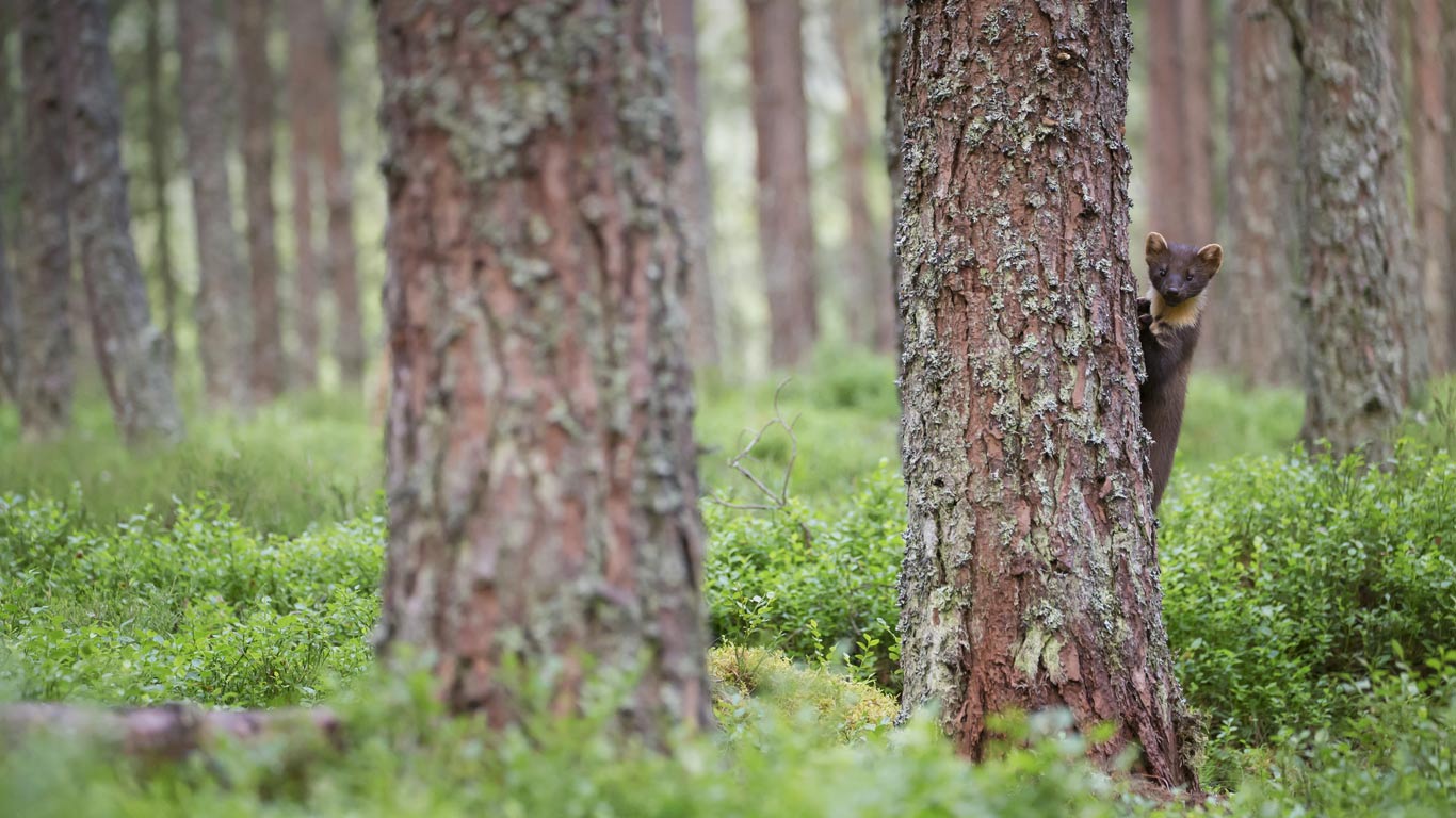 A pine marten in the Cairngorms National Park, Scotland (© SCOTLAND: The Big Picture/Minden Pictures)(Bing United Kingdom)