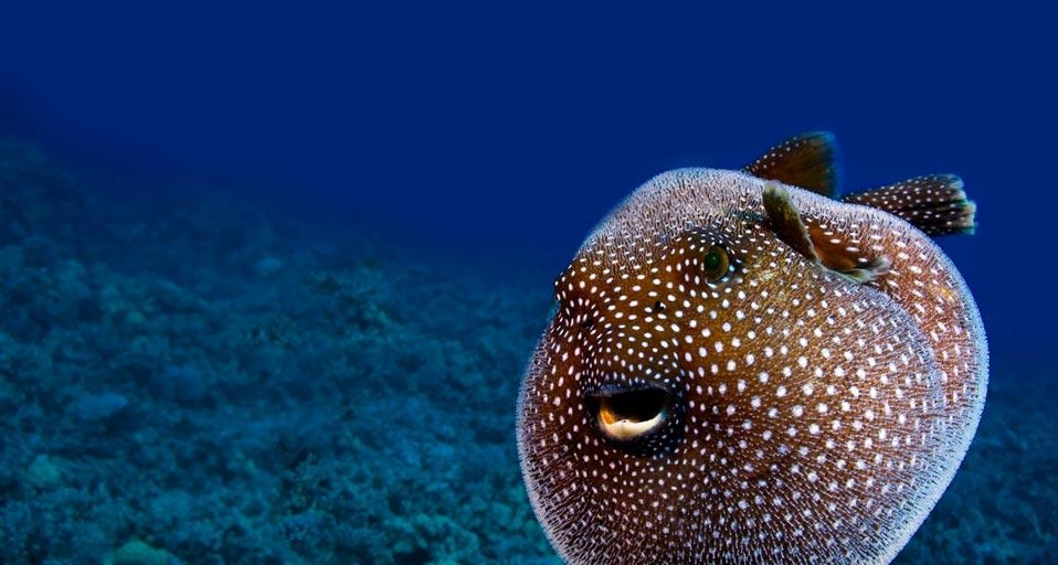 Guineafowl pufferfish, Hawaii, USA (© Visuals Unlimited/Corbis) &copy; (Bing United Kingdom)