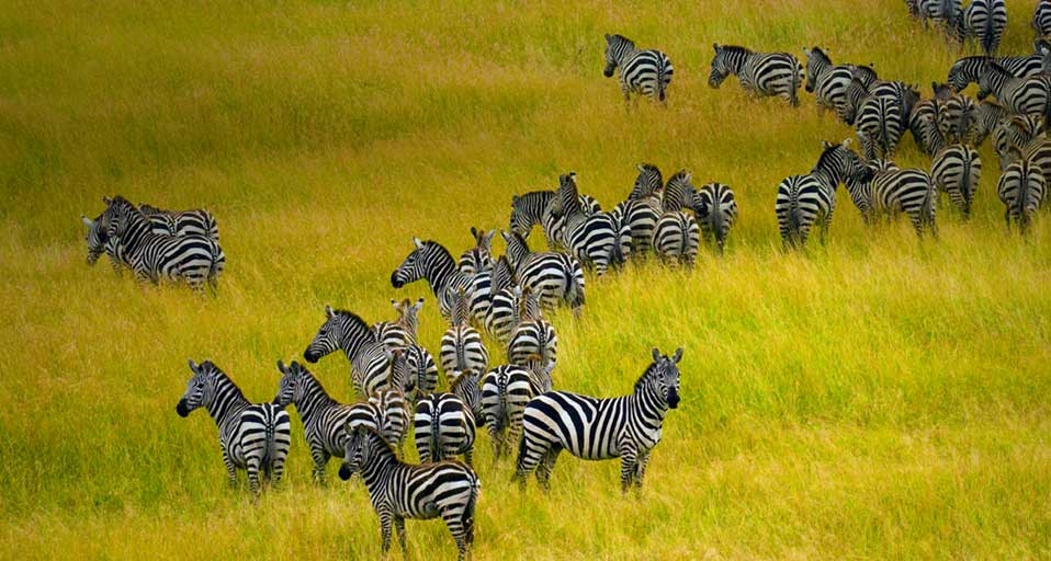 Zebra herd in Masai Mara National Reserve in Kenya -- Blaine Harrington III/Corbis &copy; (Bing United Kingdom)