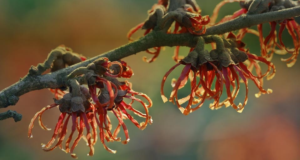 Jelena witch hazel (Hamamelis x intermedia) -- JS. Sira/photolibrary &copy; (Bing Australia)