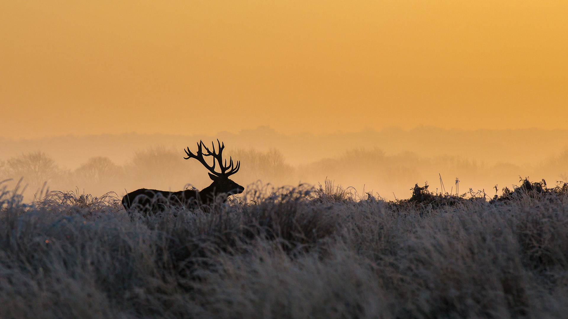 Silhouette of a buck in Richmond Park at sunrise, London (© Ian Schofield Images/Offset/Shutterstock)(Bing United Kingdom)