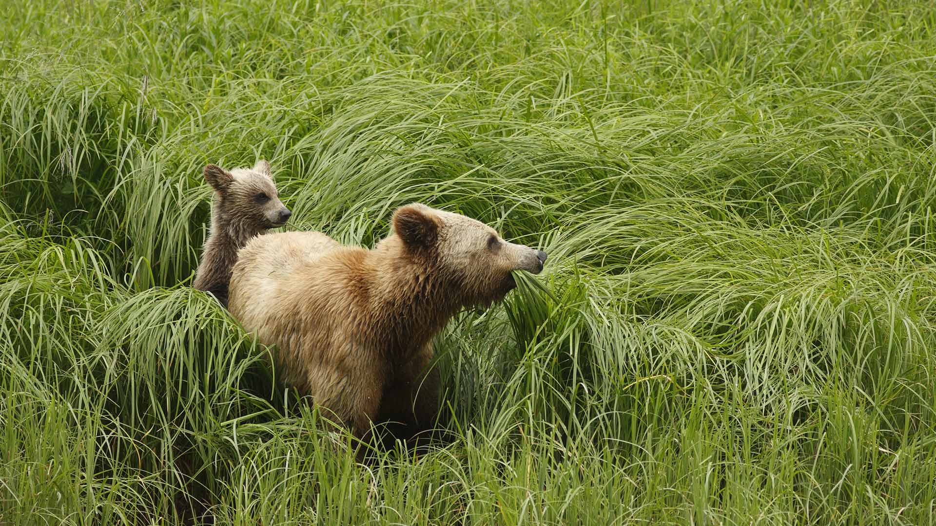 Adult female Grizzly Bear (Ursus arctos horribilis) and cub feeding on sedges in Great Bear Rainforest, B.C. (© Jack Chapman/Minden Pictures)(Bing Canada)