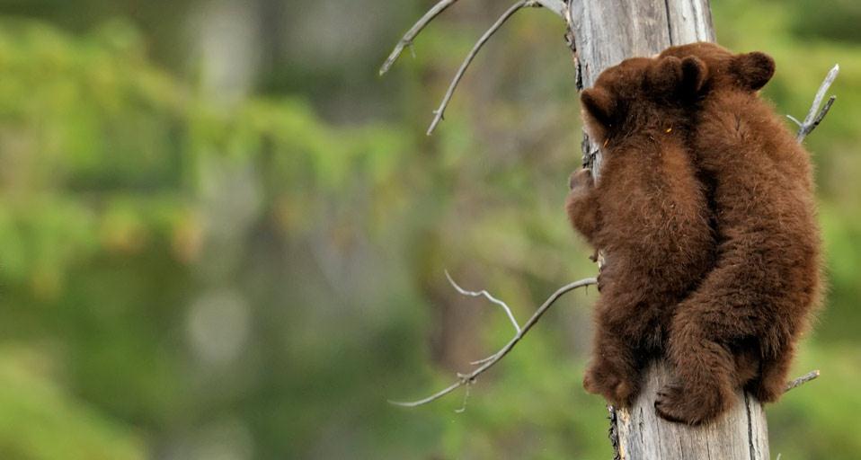 American black bear cubs in Jasper National Park, Alberta, Canada (© Don Johnston/All Canada Photos/Corbis)(Bing United Kingdom)