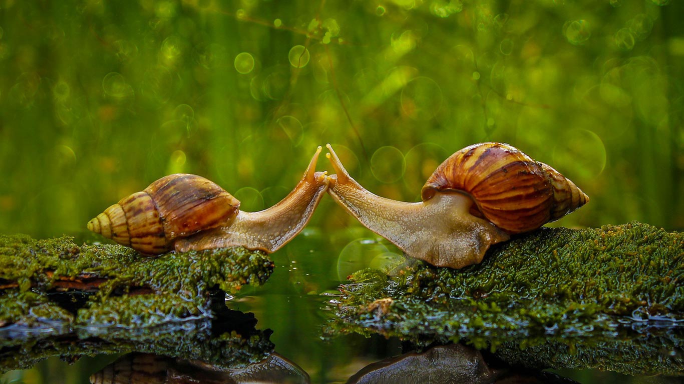 Snails ‘kissing’ in Sambas Regency, Indonesia (© Solent News/Rex Shutterstock)(Bing United Kingdom)