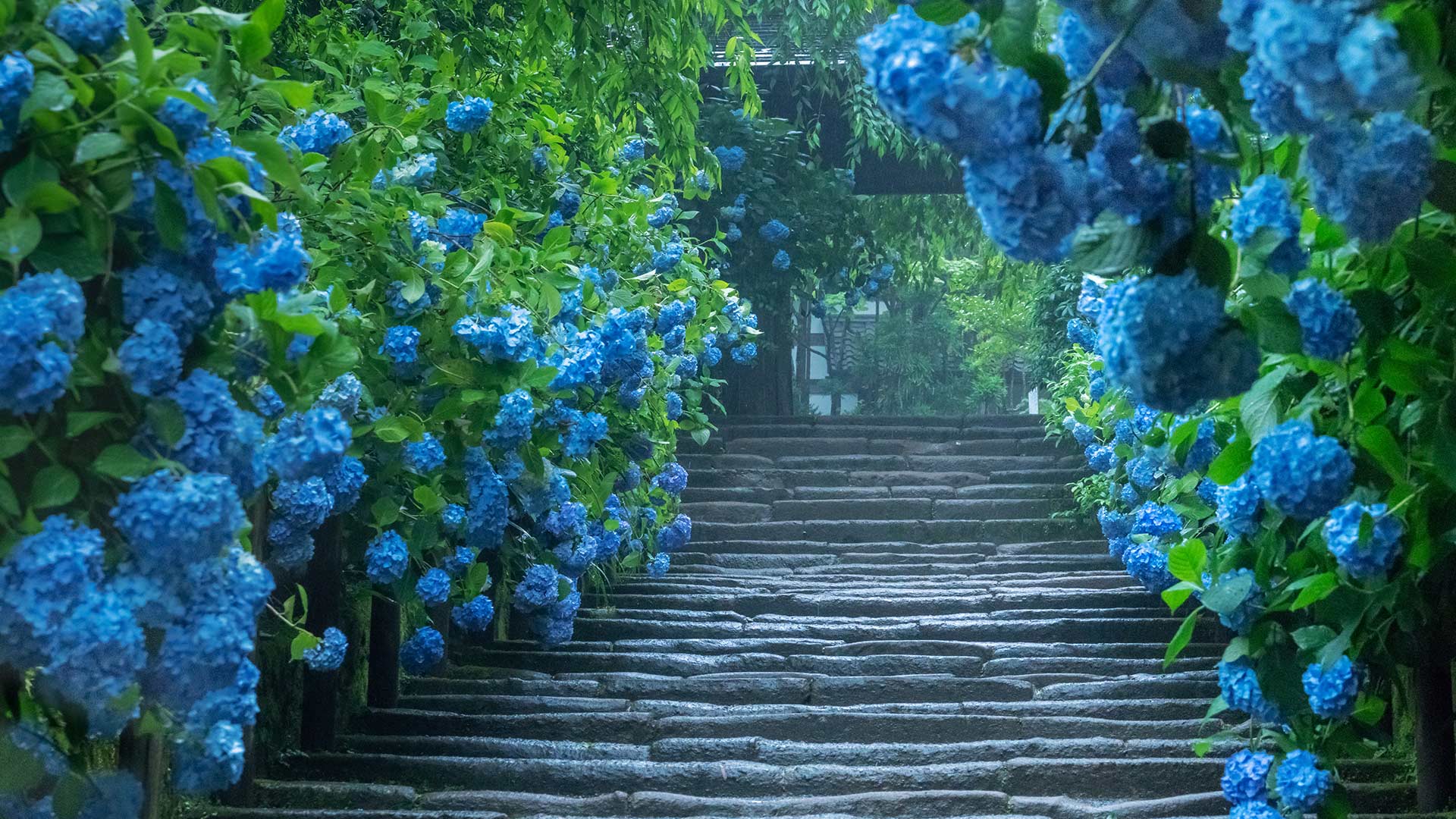 明月院のアジサイ, 神奈川 鎌倉 (© Kantaya/Shutterstock)(Bing Japan)