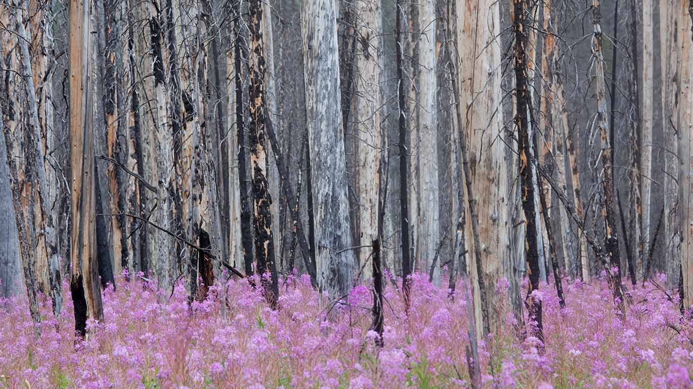 Burnt forest with fireweed in Banff National Park, Banff, Alta. (© ImagineGolf/Getty Images)(Bing Canada)