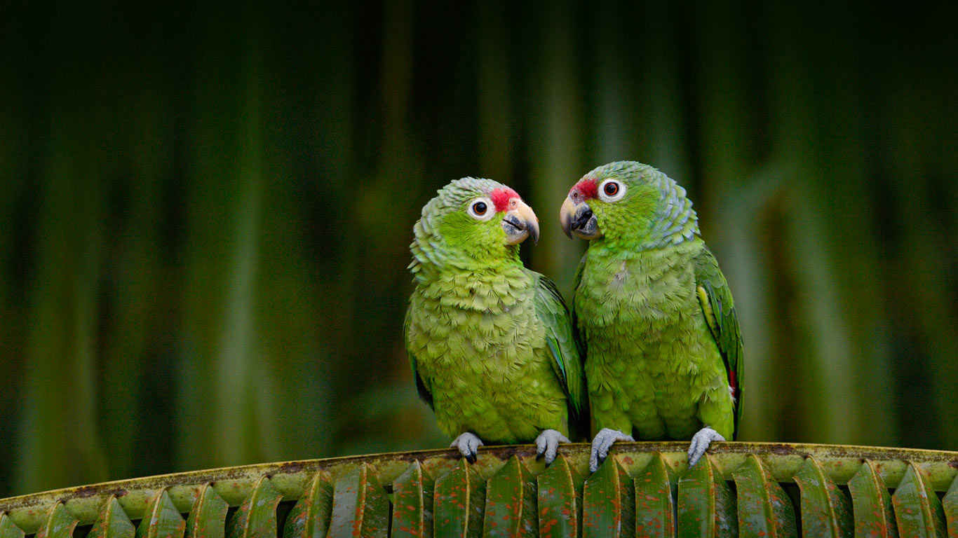 Red-lored parrots in Ecuador (© Pete Oxford/Minden Pictures)(Bing Canada)