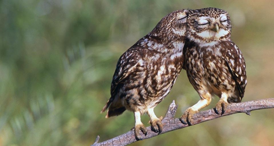 Little owls roost in Extremadura, Spain (© Werner Bollmann/age fotostock) &copy; (Bing United Kingdom)