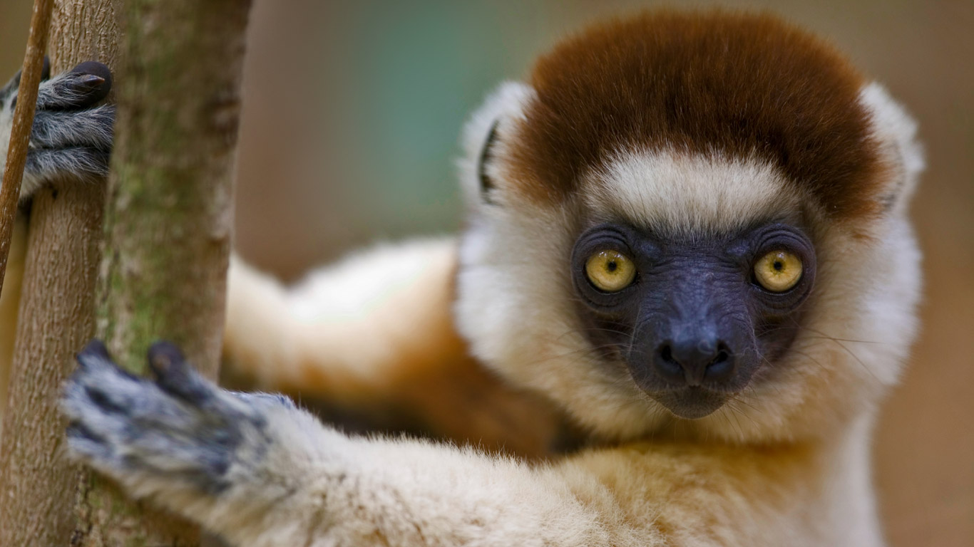 Propithèque de Verreaux dans la réserve de Berenty, Madagascar (© Cyril Ruoso/Minden Pictures)(Bing France)