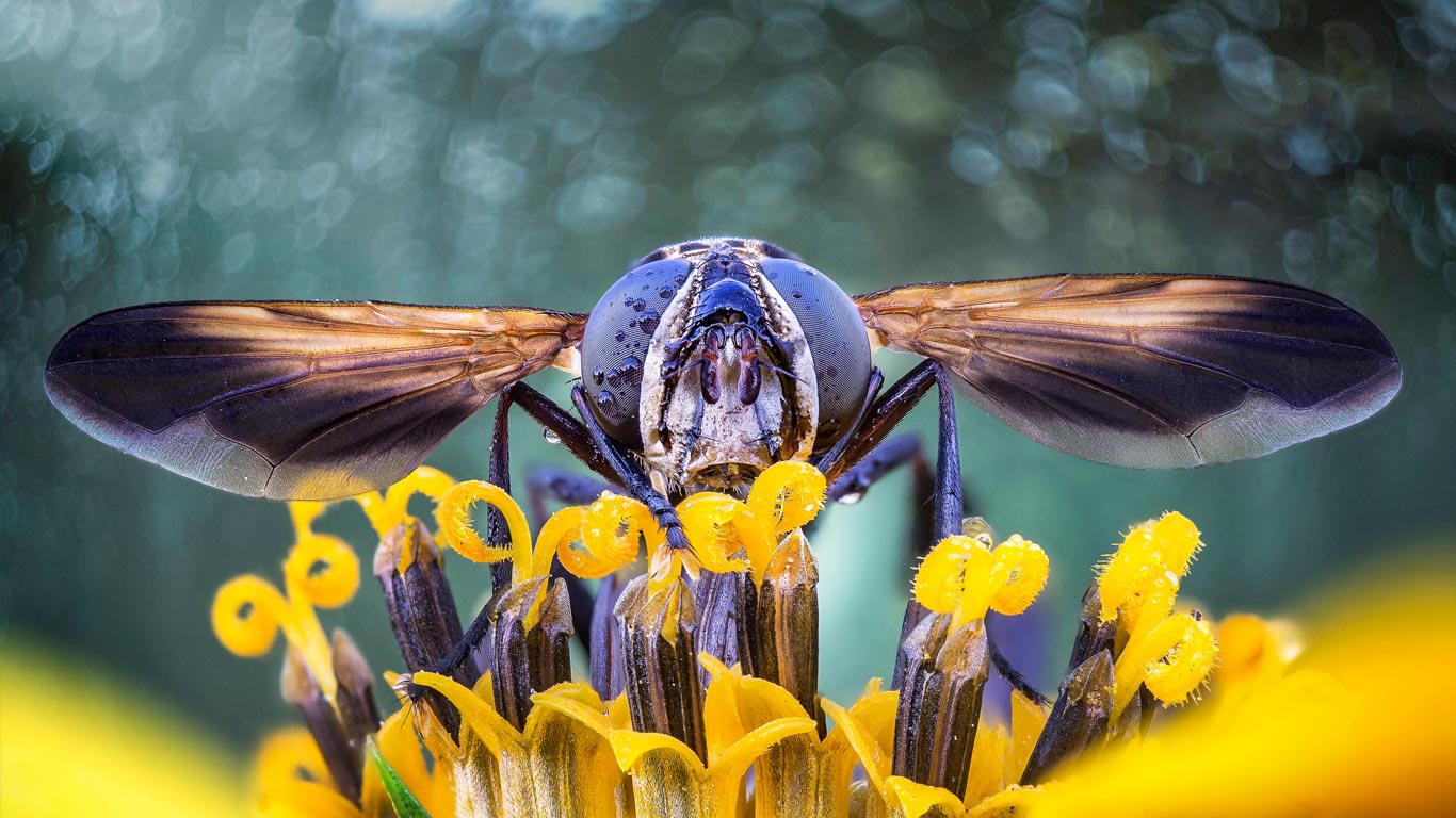 Close-up of a fly on flower stamens (© Alberto Ghizzi Panizza/Getty Images)(Bing United Kingdom)