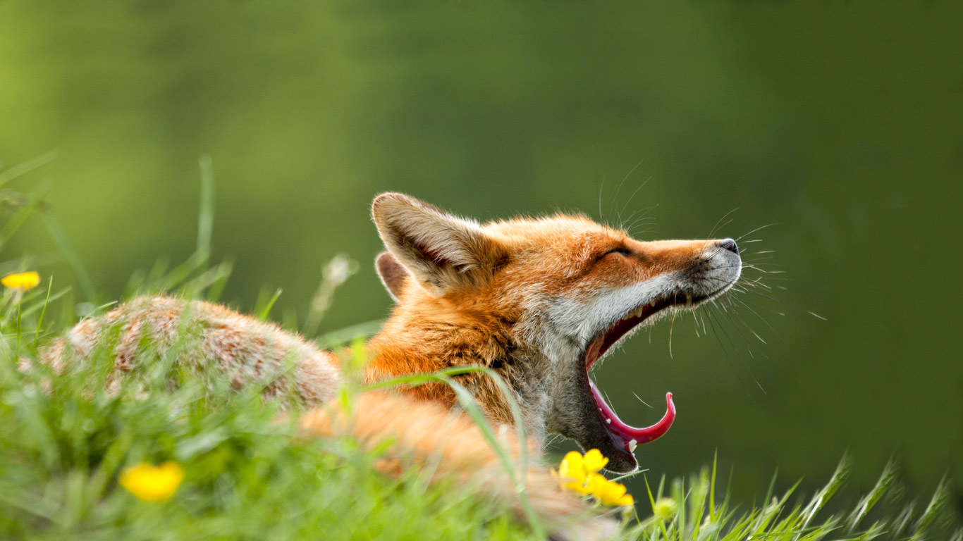 A red fox (Vulpes vulpes) yawning in the morning light in Lifton, Devon (© Ross Hoddinott/Nature Picture Library/Corbis)(Bing United Kingdom)