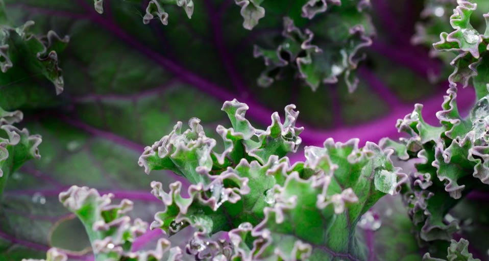 Curly kale with raindrops (© Gap Photos/Visuals Unlimited, Inc.) &copy; (Bing United Kingdom)