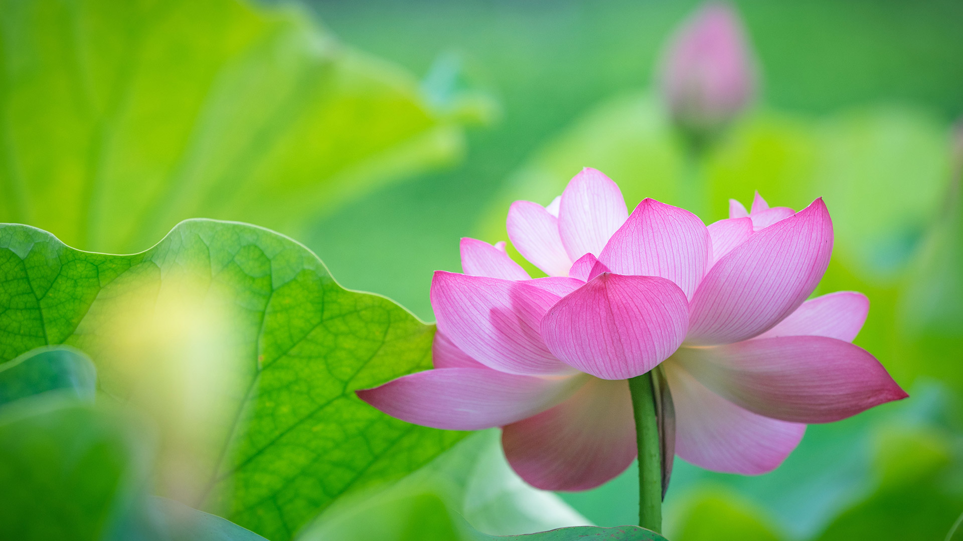 蓮の花 (© Gang Xiao Fen Ban/EyeEm Premium/Getty Imagesr)(Bing Japan)
