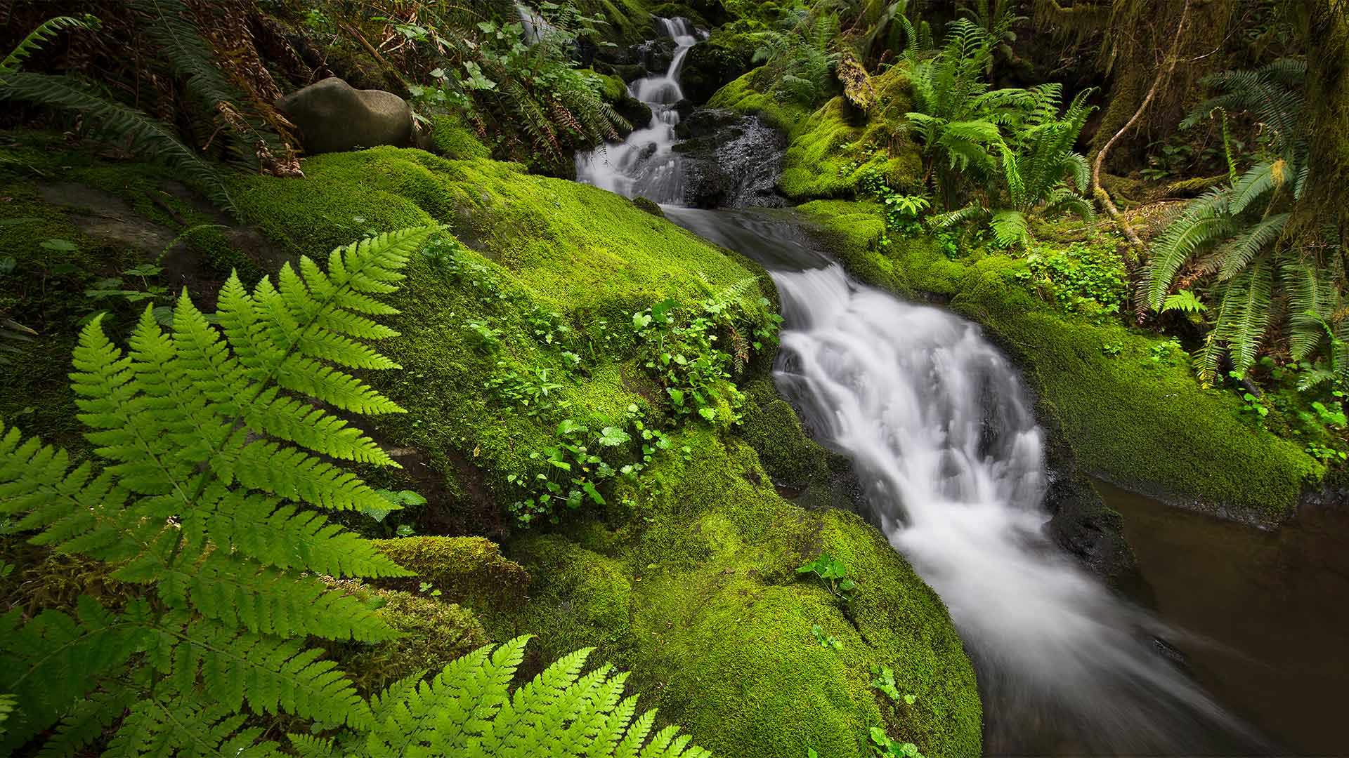 The Quinault Rainforest in Olympic National Park, Washington State, USA (© Jason Savage/Tandem Stills + Motion)(Bing United Kingdom)