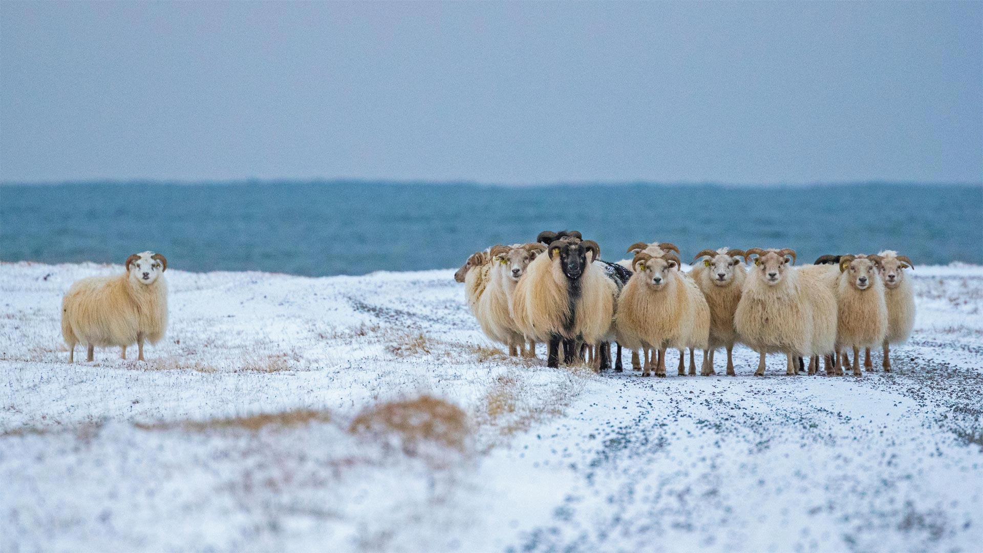 Icelandic sheep for the first night of the Yule Lads (© John Porter LRPS/Alamy)(Bing Canada)