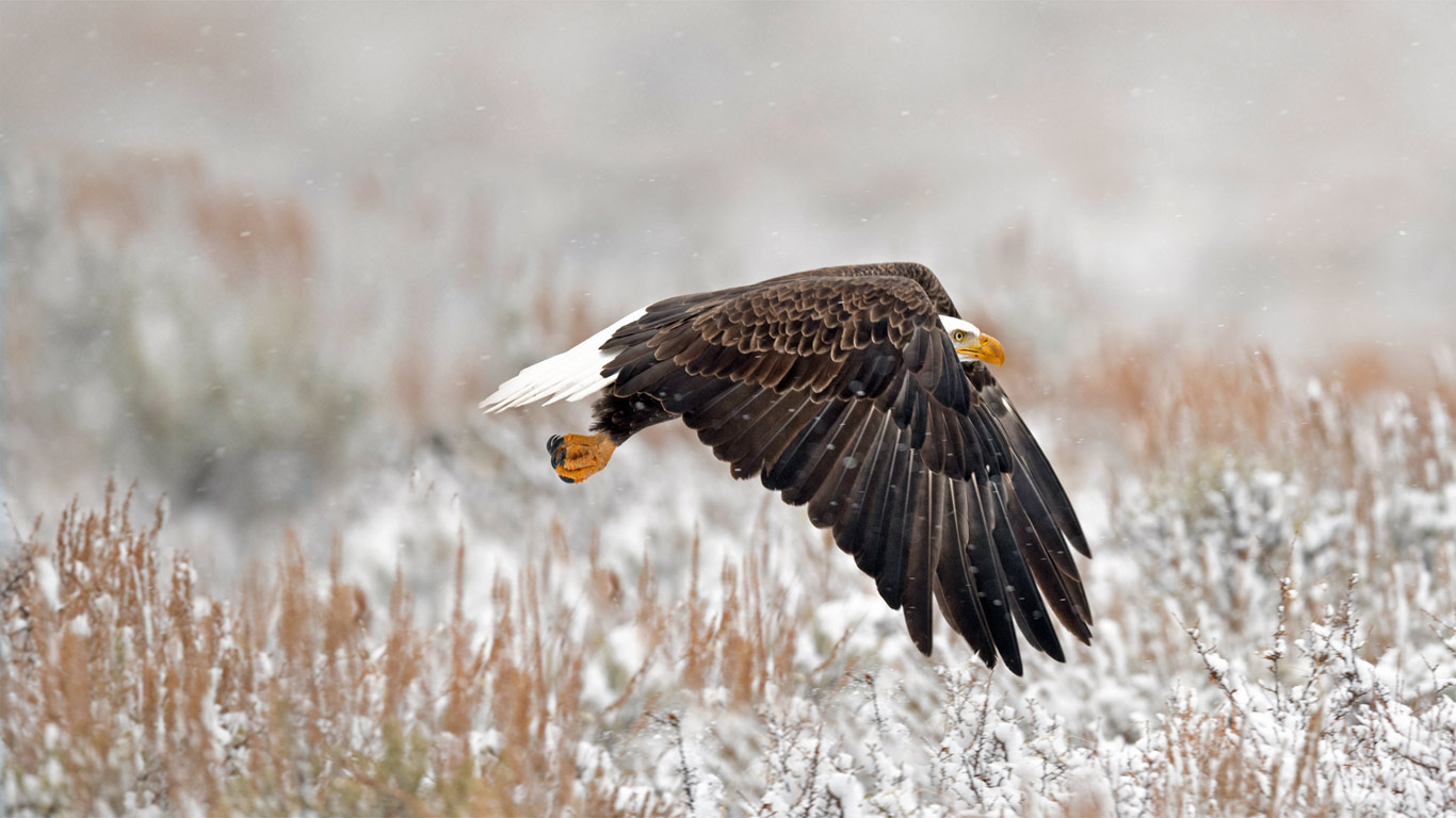A bald eagle in Wyoming’s Grand Teton National Park (© Kathleen Reeder Wildlife Photography/Getty Images)(Bing United States)
