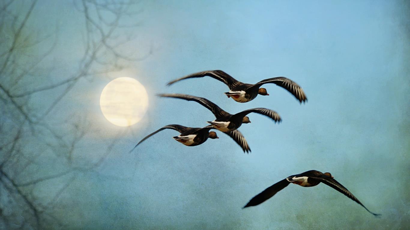 圆月下的白额雁 (© Barbara Rich/Flickr Open/Getty Images)(Bing China)